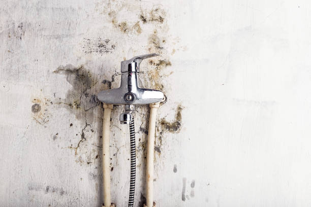 Best Affordable Mold Removal  in Natalbany, LA