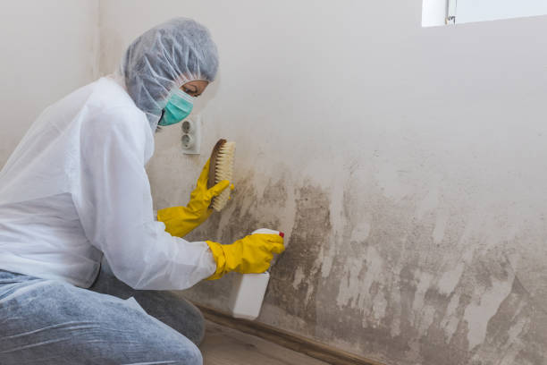 Certified Mold Removal in Natalbany, LA