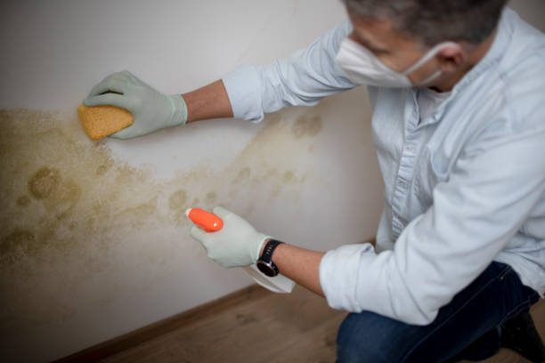 Professional Mold Removal in Natalbany, LA