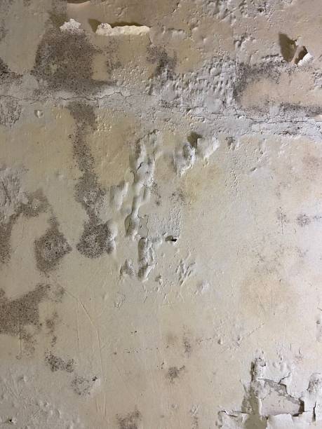 Home Mold Removal in Natalbany, LA